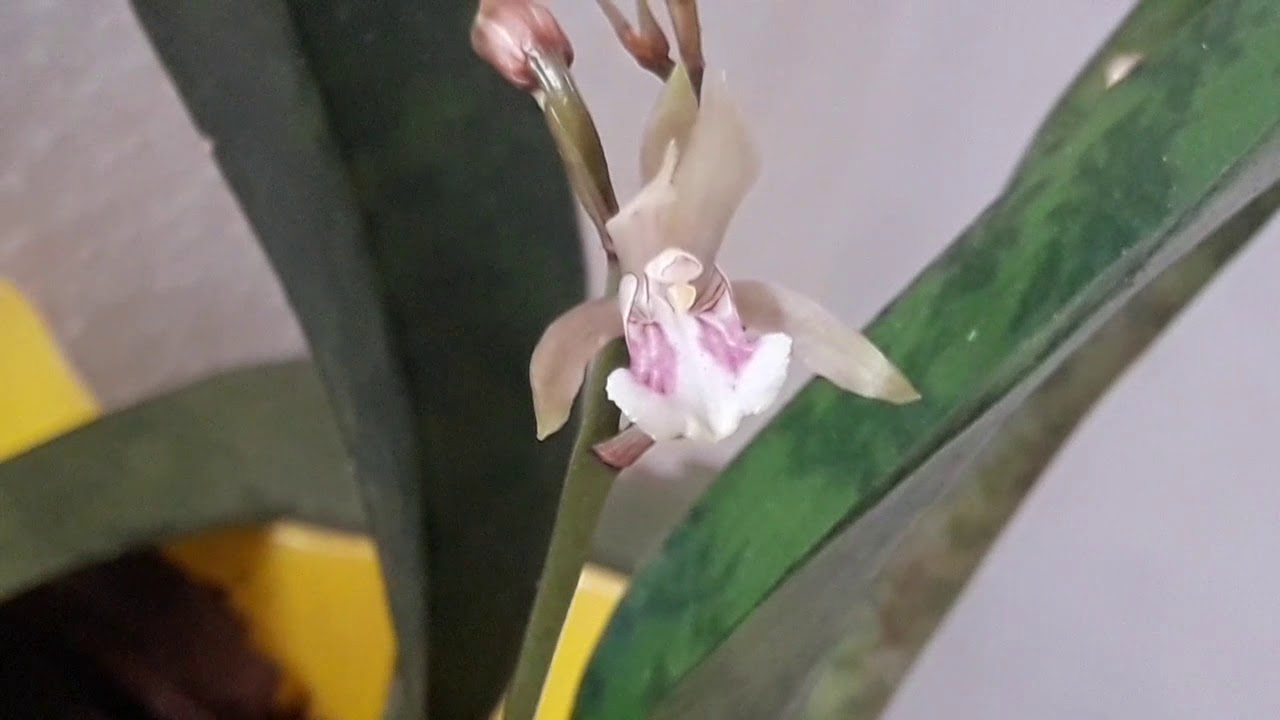Orquídea Oeceoclades Maculata - thptnganamst.edu.vn