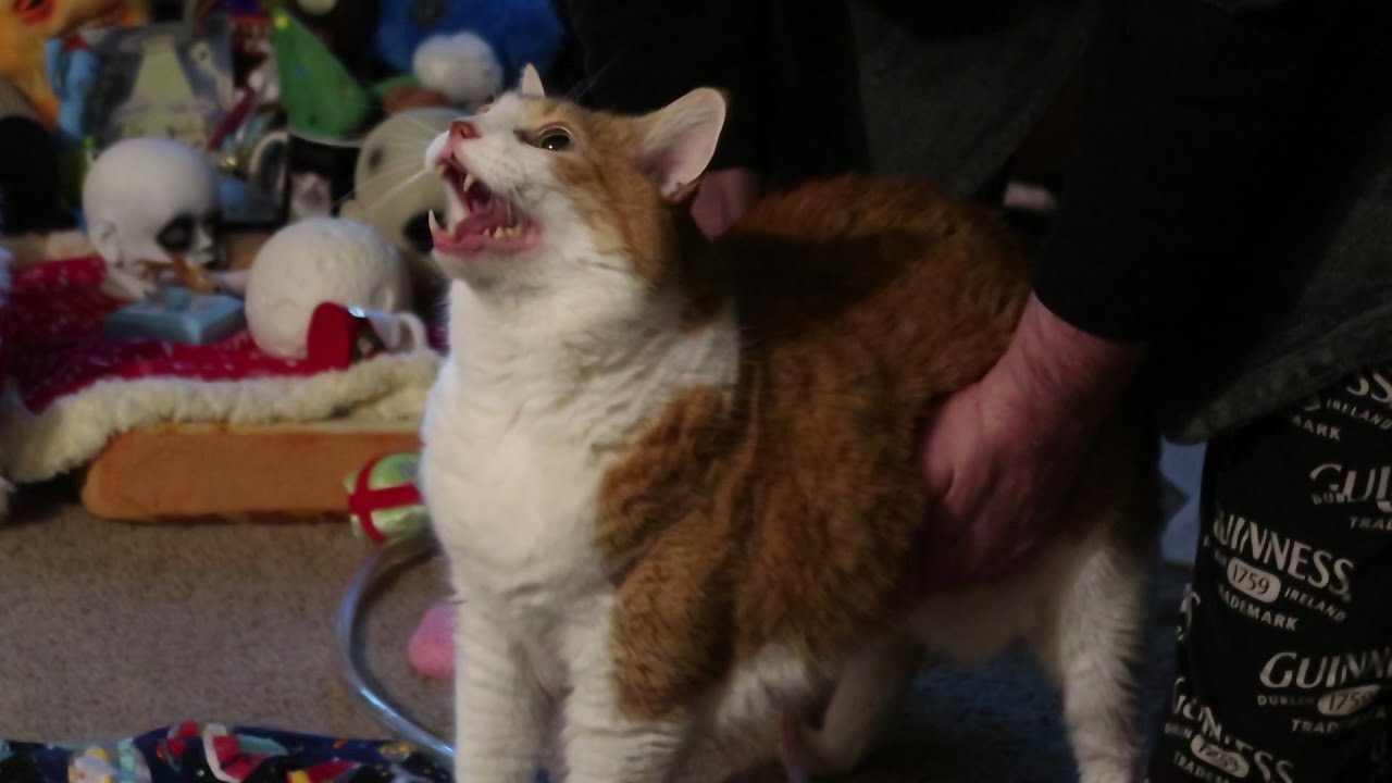 Cat Meows With Lots Of Love YouTube
