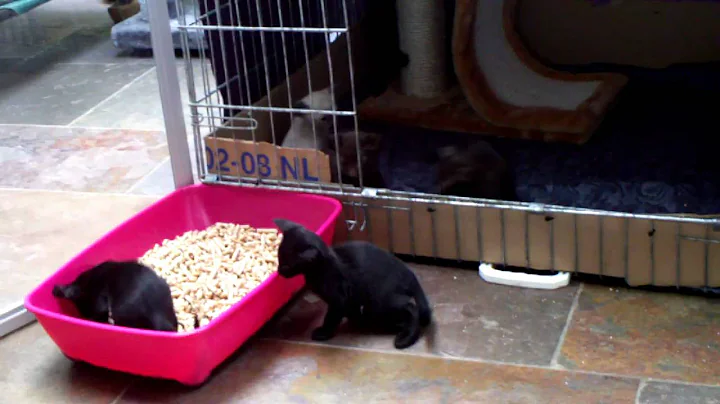 Video 808231: siamese oriental shorthair kittens, siamese oriental cats