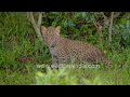 Adorable leopard cub frolics in Kenya&#39;s bushes