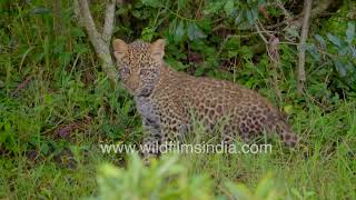 Adorable leopard cub frolics in Kenya's bushes