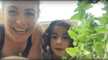 Pillbugs (Roly polies!) Dr. Becca