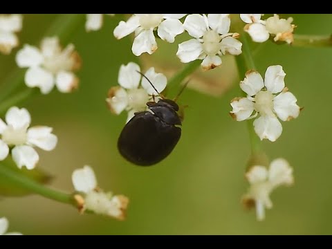 Moerasweekschild Scirtes hemisphaericus, op schermbloem