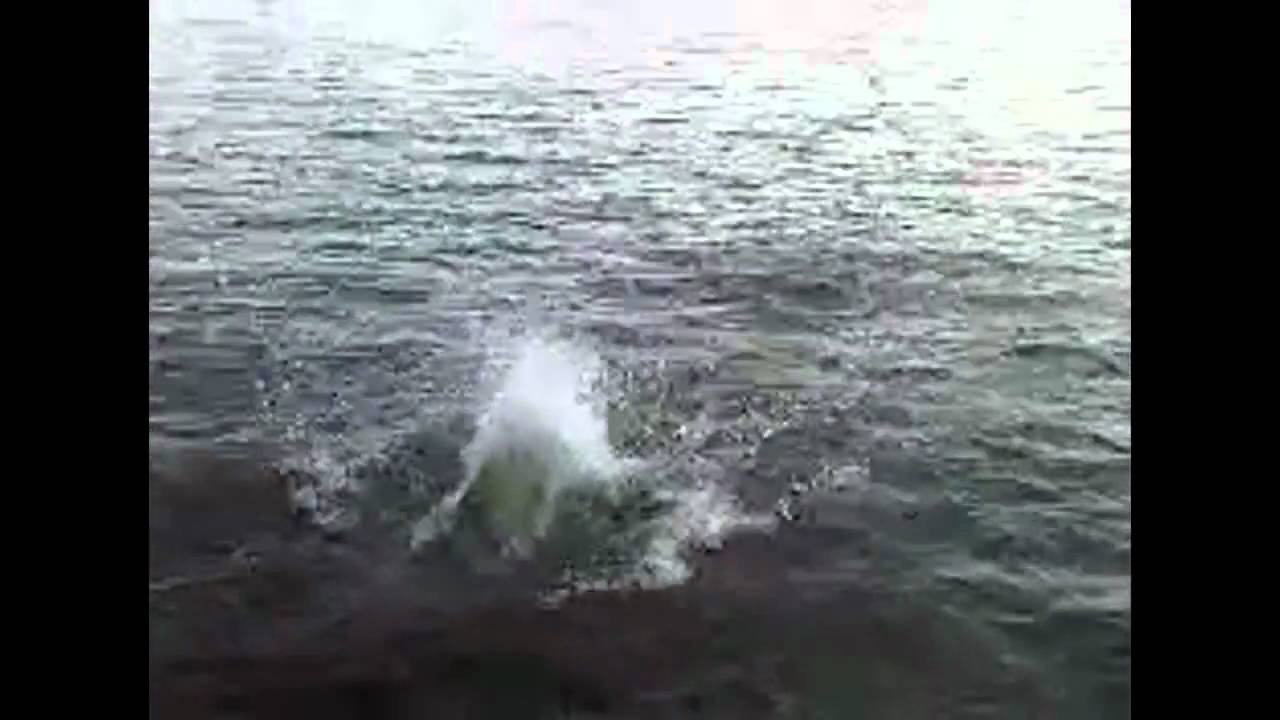 shark eats dog YouTube