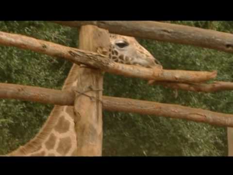 Moody Giraffe