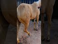 Le soin des sabots redonne sa docilité au cheval