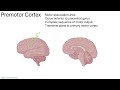 Cerebrum 4   Cortices 24