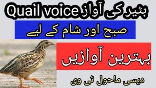 Subha Sham K Liye Batair Ki Best Awaz