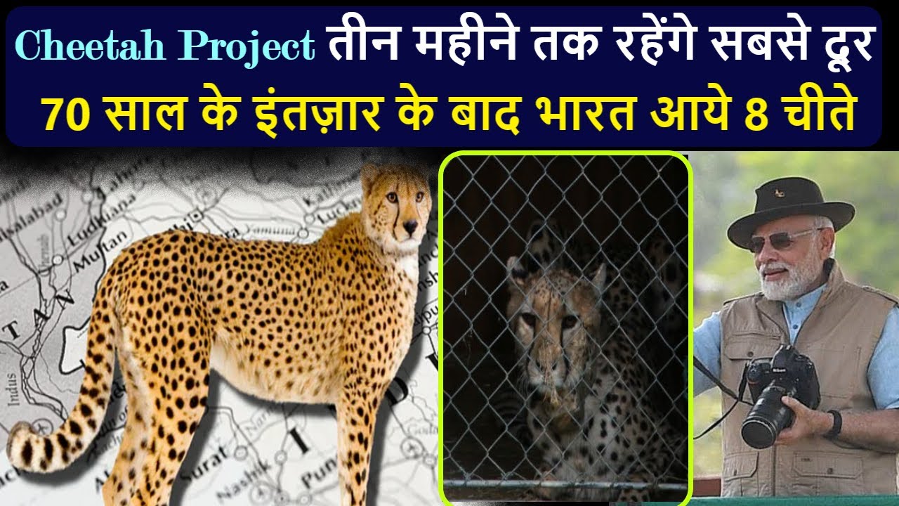 pm मोदी ने नामीबिया से क्यों मंगवाए शानदार 8 चीते | what is cheetah
