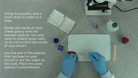 Edexcel Core Practical 9-1 GCSE B1.6 Using Microscopes Looking at human cheek animal cells