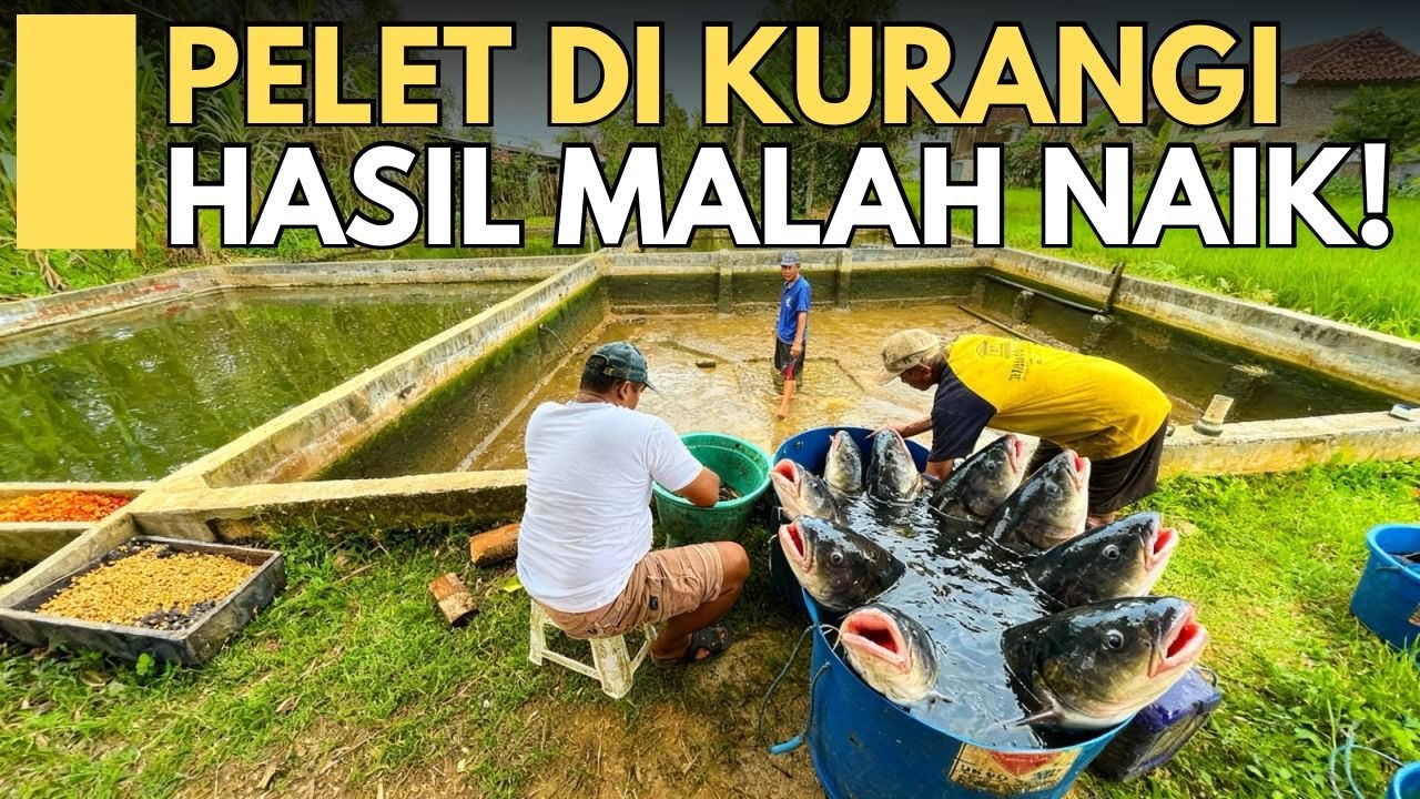 BUKAN PELET !! Pakan ini Bikin Lele Cepet Besar & Panen !