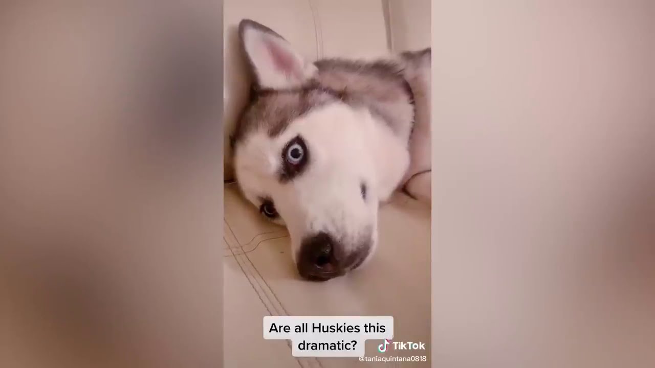 Drama Queen Pets - Cute And Funny Pets Compilation | PETS