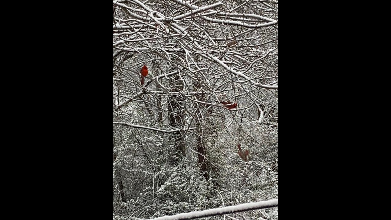 Southern West Virginia Winter Microclimates Explained