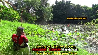 Mengerikan.! Mancing ikan gabus Di Spot Rawa ini Ikan nya besar besar semua