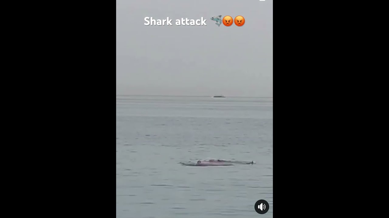 Shark Attack In Egypt For All No Swimming 2 Days