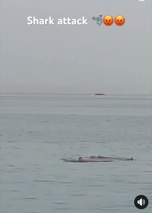 Shark attack in Egypt 🇪🇬 for all no swimming for 2 days #egypt
