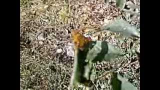 Polygonia c-album    (Linnaeus, 1758)