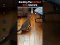 This Cat Ranking Will Break You 😱 #cats #funny #compilation #ranking #catfails
