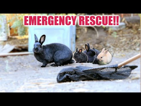 Video: „Pet Scoop“: išgelbėti Čihuahua mama priima kačiukus, mergina laimi teisę laikyti naminių gyvūnėlių bunny