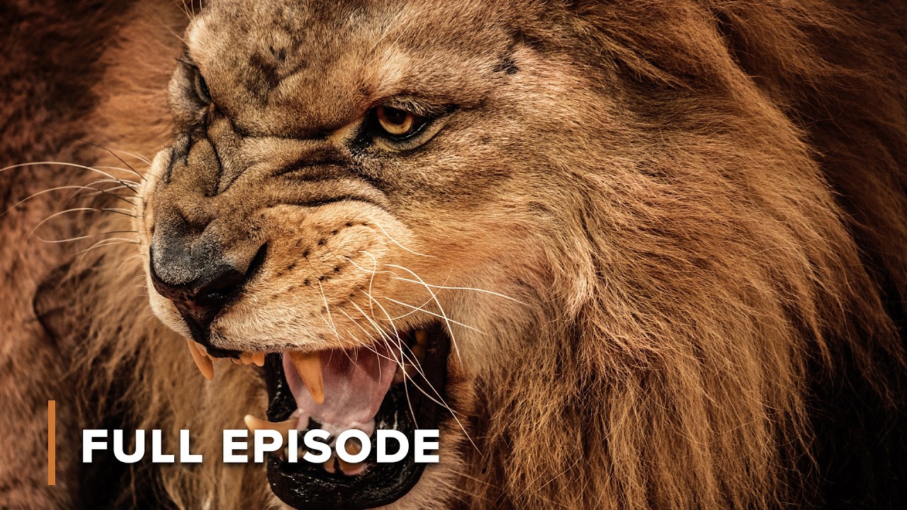 The Jaws of Death: Lions on the Prowl | Surviving The Serengeti