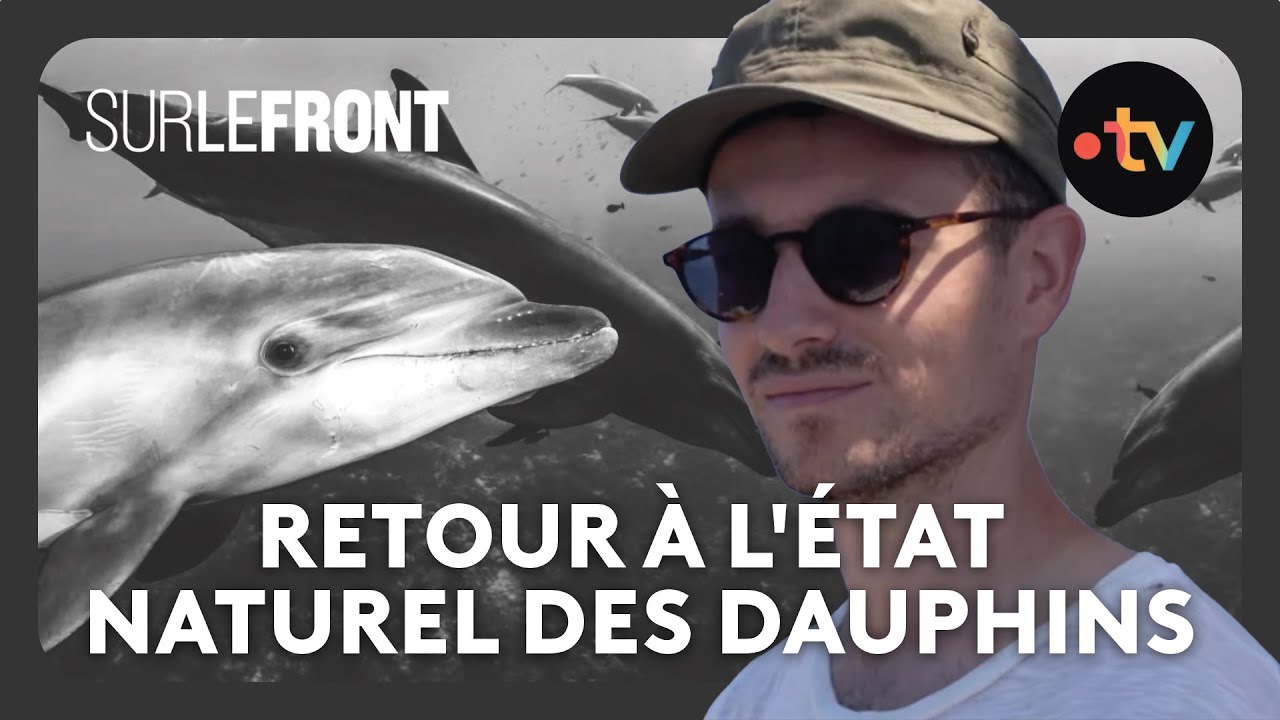 Les plus beaux dauphins de Méditerranée - Sur le front avec Hugo Clément