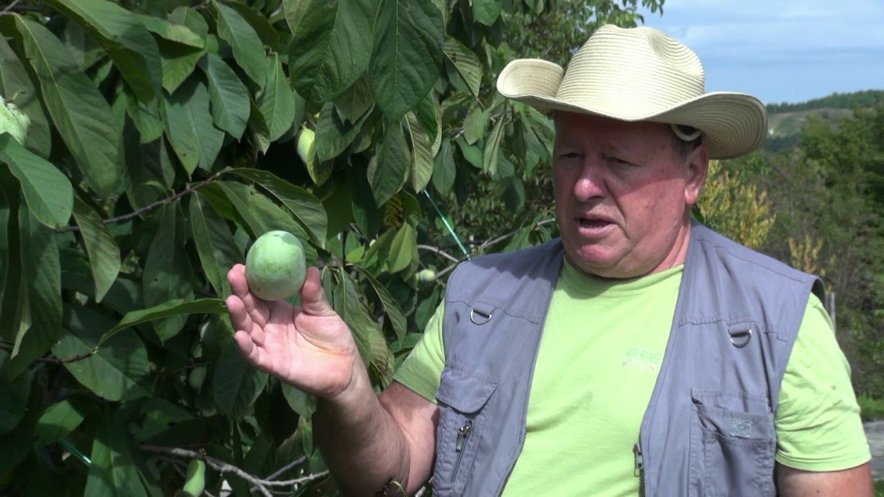 ASIMINA - Indijanska banana (Paw Paw)