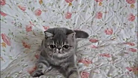 Video 1256301: exotic shorthair kitten, blue tabby white, tabby female