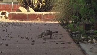 Collard Lizard Running for Breakfast