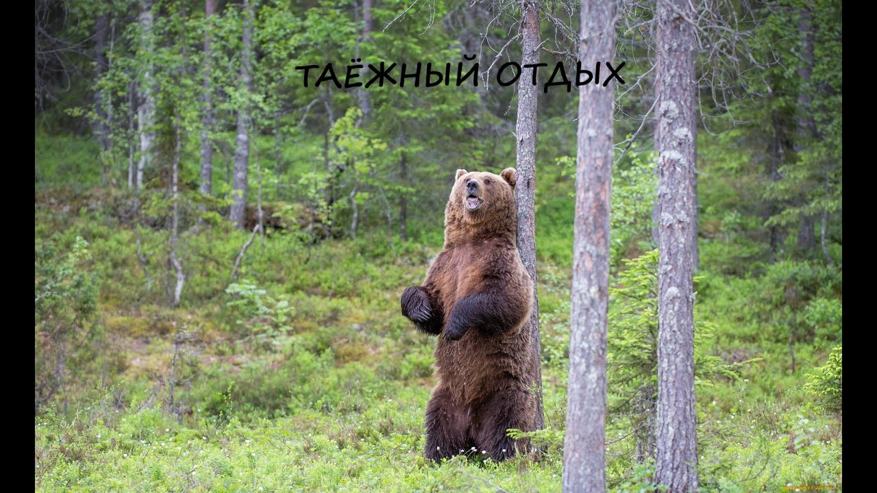 АЛКО-ОХОТА/КРАСОТА ЯКУТИИ И РУЧЕЙ ДЖИВАСКИТ - YouTube