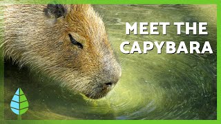 Capybara Facts Where They Live, What They Eat, And Unique Characteristics