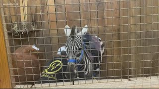 3-year-old zebra sold for $15k in Thurmont despite Maryland's strict laws on exotic animal sales