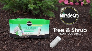 How to Grow Beautiful Trees and Shrubs Using Miracle-Gro® Tree & Shrub Plant Food Spikes