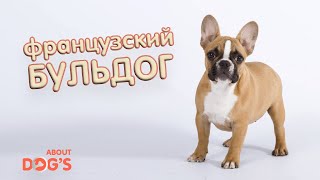 французский бульдог | коррекция поведения