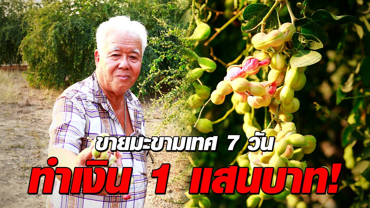 ปลูกมะขามเทศไร้สารเคมี ขาย 7 วัน ทำเงิน 1 แสนบาท!! | ลุงณพยศ | เกษตรเพียวเพียว