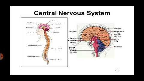 EL 306 unit 1 part 2 Nerve physiology and respiration system by Manju Meena Lecturer GWPC,Ajmer