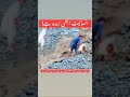 Flood Rescue | Animal Saved in Flood Relief 12 May 2026 #FloodRescue #AnimalRescue #Pakistan