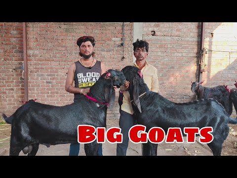 Sham Bhai Ke Dussehra Special Bade Bakre Ka Khazana | Mahalakshmi Goat Farm Solapur