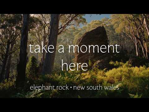 Relaxing Forest Meditation | Australian Nature Sounds and Birdsong (1 Hour)