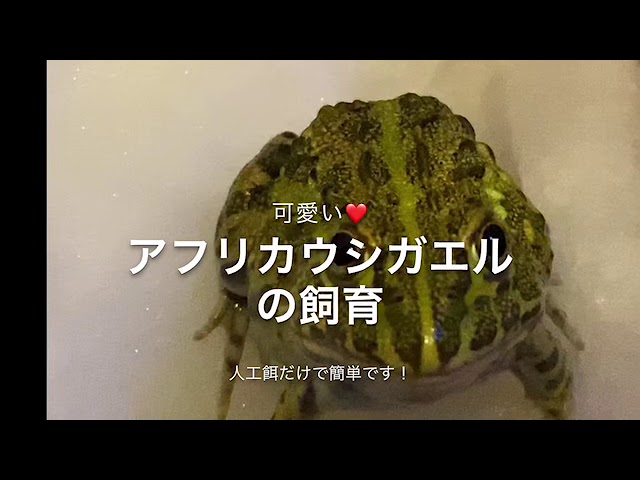 可愛い アフリカウシガエルの飼育方法 Youtube