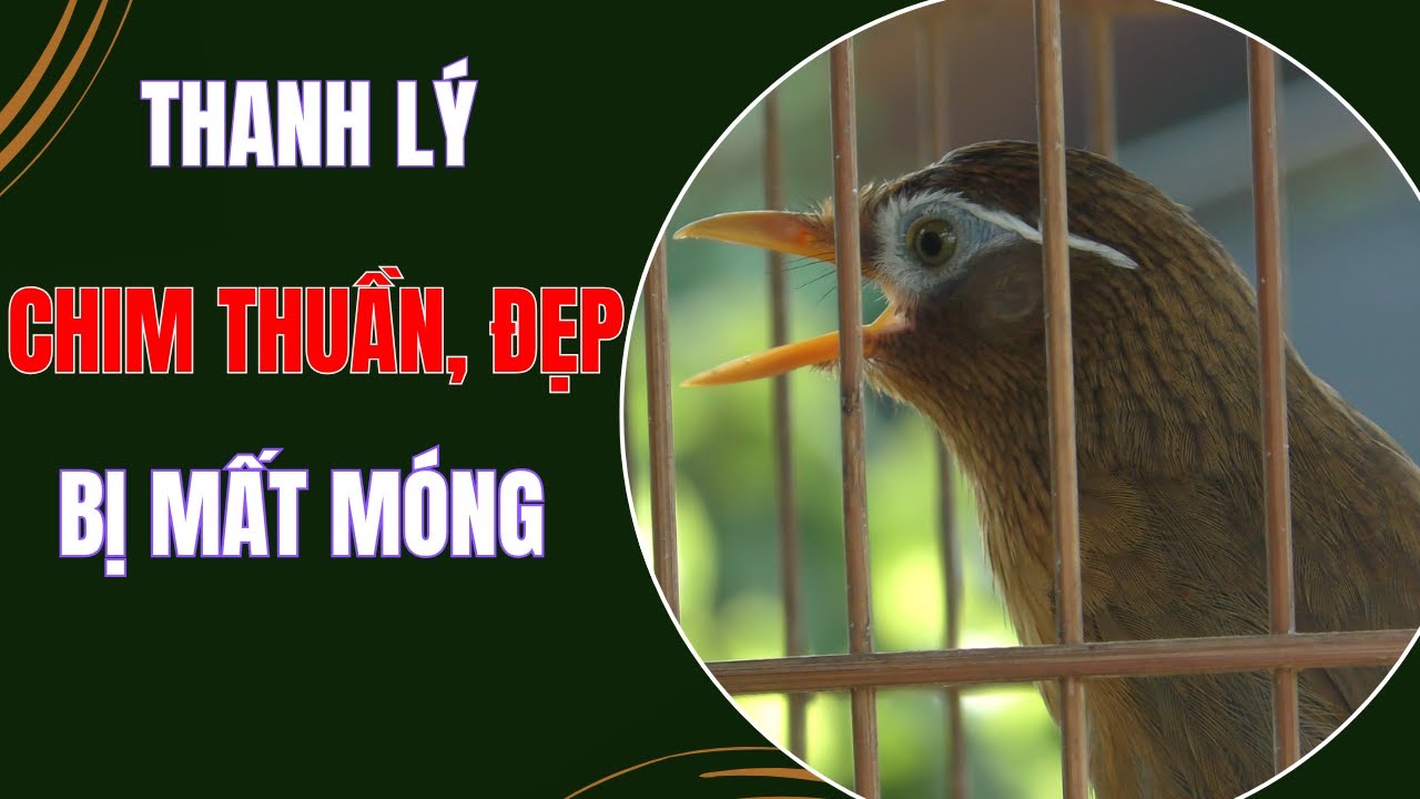 HM 5629 - Thanh lý chim họa mi thuần,  tam hoàng, đầu mặt đẹp, bị mất móng (giá 3tr) | Hoạt Họa Mi