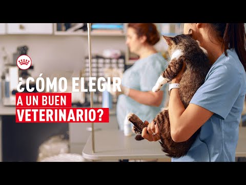 ¿Cómo elegir un buen veterinario?