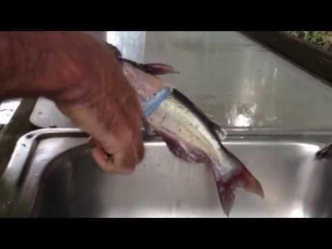 How to skin a catfish from YouTube · High Definition · Duration: 1 minutes 42 seconds · 102 views · uploaded on 8/9/2014 · uploaded by Rashid Bond How to skin a catfish from YouTube · High Definition · Duration: 1 minutes 42 seconds · 102 views · uploaded on 8/9/2014 · uploaded by Rashid Bond