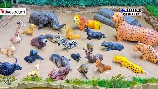 Animal Toy Learning Adventure LIVE | Discover Names, Sounds & Muddy Fun!