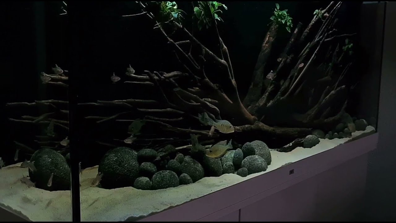 Geophagus tapajos Red Head after changing the water "freshwater"