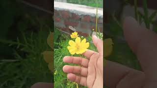 Chorani Terrace Garden