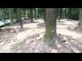 樹木圖鑑 肯氏南洋杉 Hoop Pine Area 樹木圖鑑 肯氏南洋杉 Hoop Pine Area