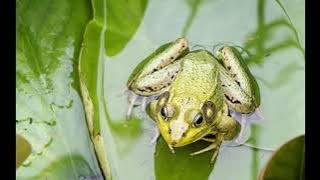 BONA - TERLALU SAYANG (LIRIK)