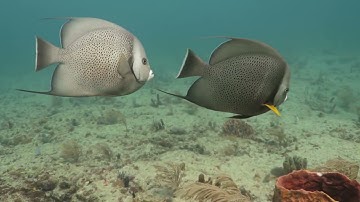 Detergent disrupts fish reproductive health