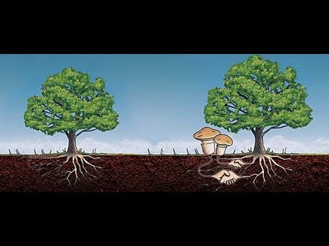 Микориза:   Основа Органического Земледелия