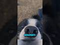 Você NUNCA vai acreditar na inteligência desse CACHORRO! #curiosidades #cachorros #animais